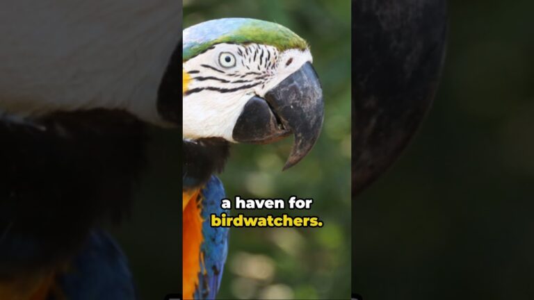 Pantanal Unveiled:  Brazil’s Hidden Paradise #pantanal #birdwatching #wildlife #explorebrazil