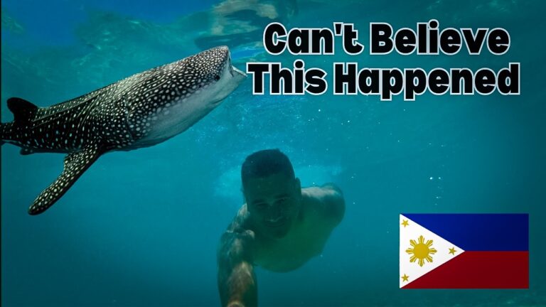 Oslob Whale Shark & Moalboal Sardine run were Incredible | Cebu Philippines