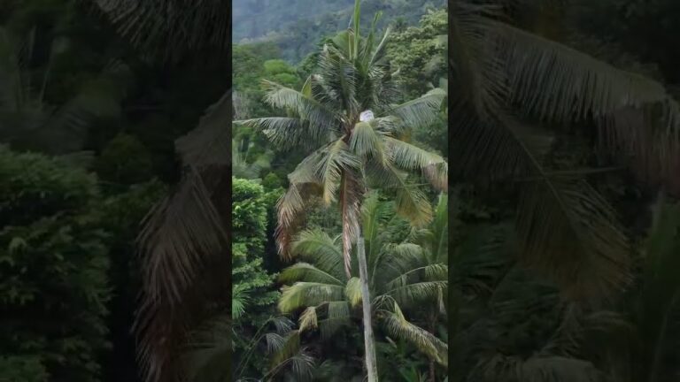 Amazing 60 Years Old man in Bali climbing coconut tree with no safety tools!!! Ngirisin